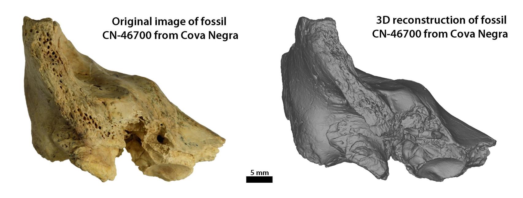 El fósil de Tina, el neandertal con síndrome de Down.