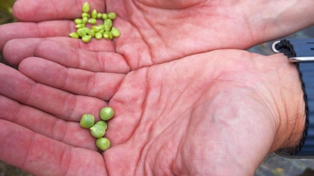 Guisante 'Bágoa Atlantic'.