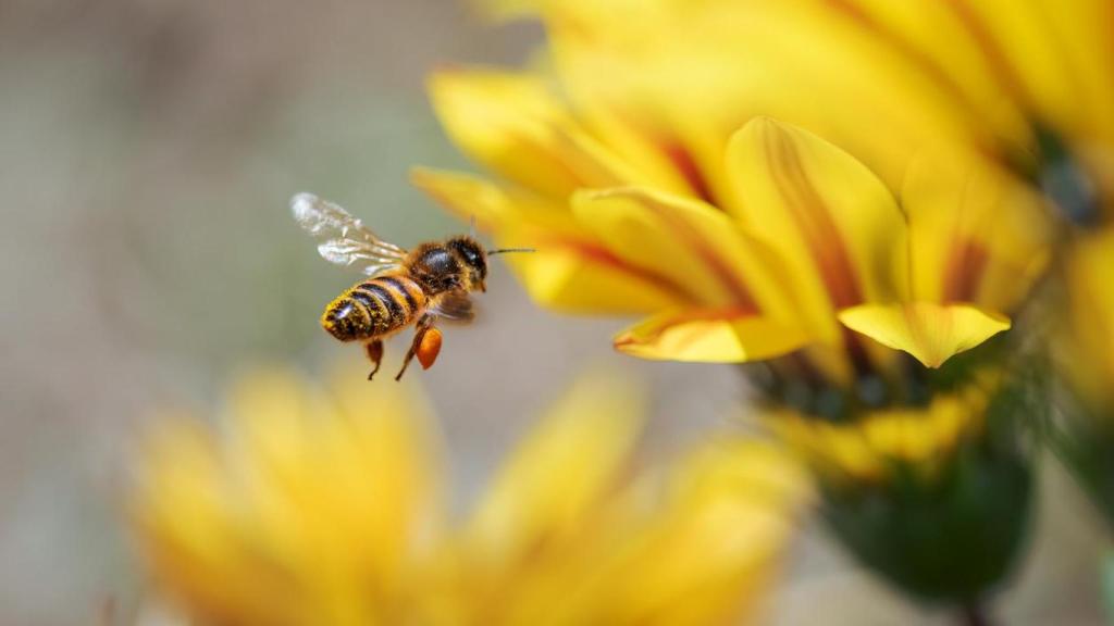 Imagen de archivo de una abeja.