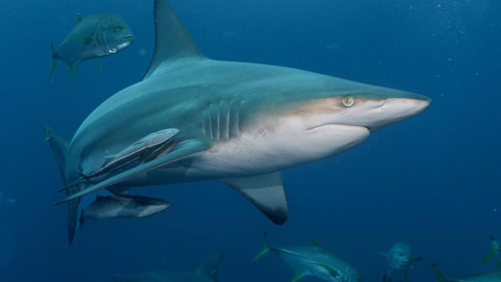 Tiburón nadando junto a otras especies.
