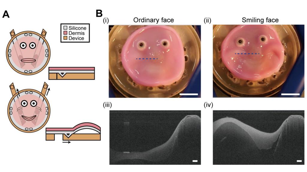 Esquema del robot con piel 'viva'.