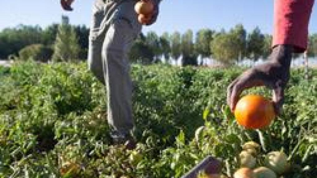 Productos ecológicos en el mercado de Torresmenudas