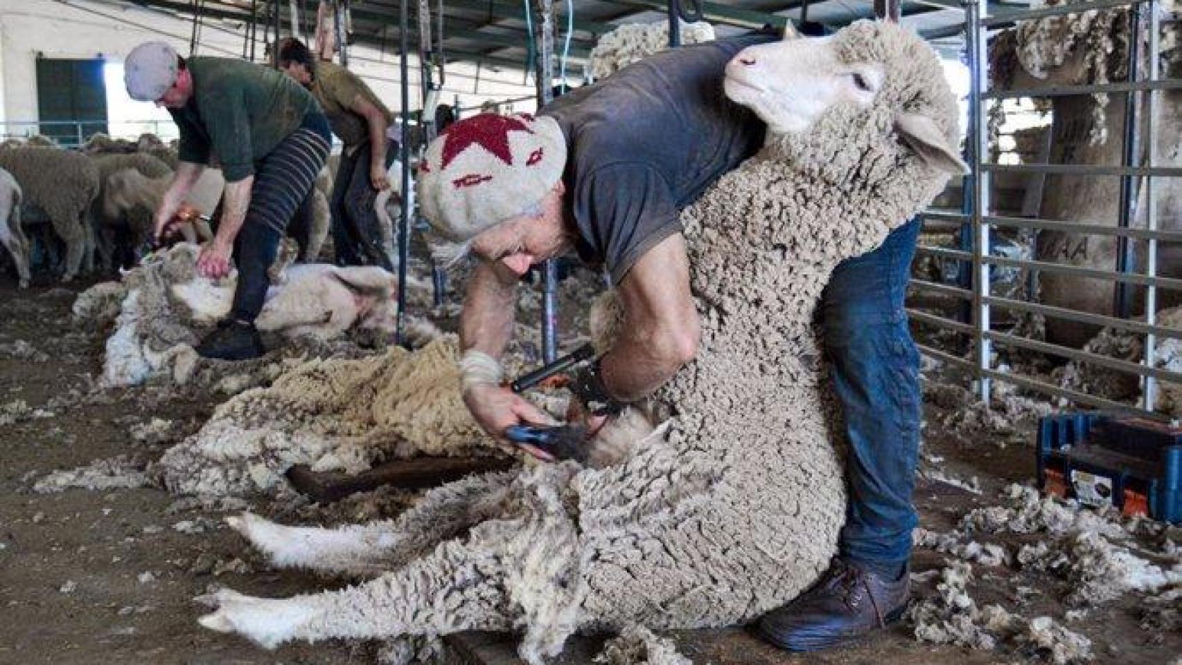 Trabajadores durante una campaña de esquila.