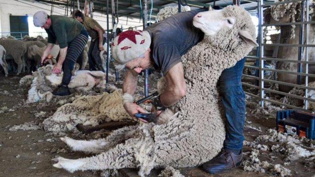 Trabajadores durante una campaña de esquila.