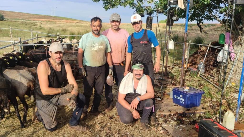 Cuadrilla de trabajadores uruguayos durante una jornada de esquila en León.