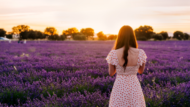 Preciosa imagen con los campos de lavanda de Tiedra