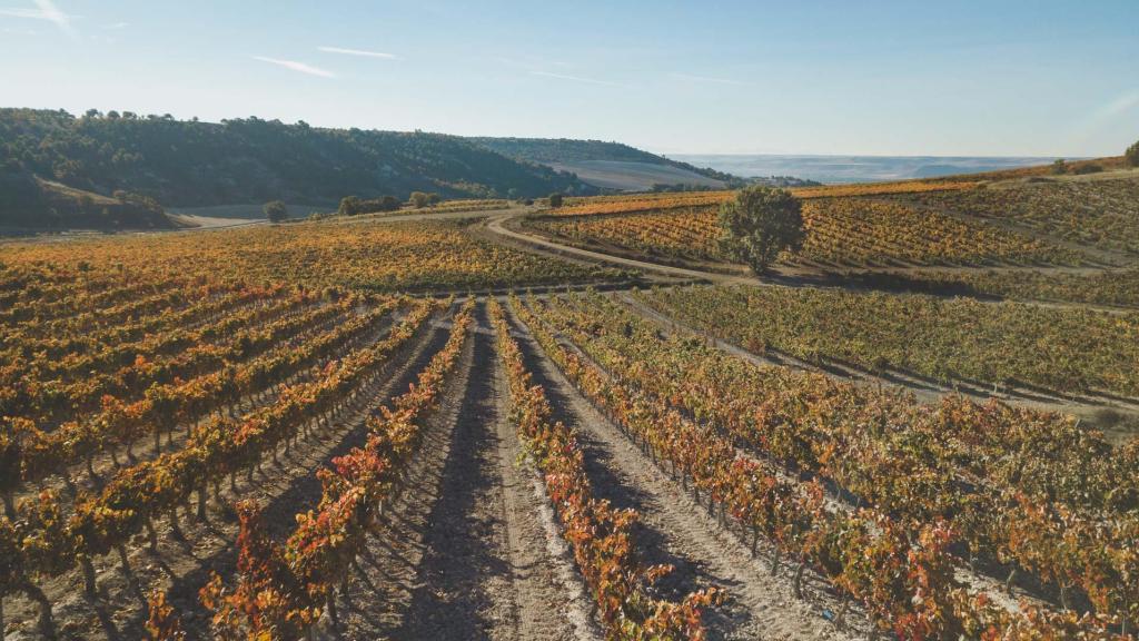 Los viñedos de las Bodegas Emilio Moro, en octubre de 2021.