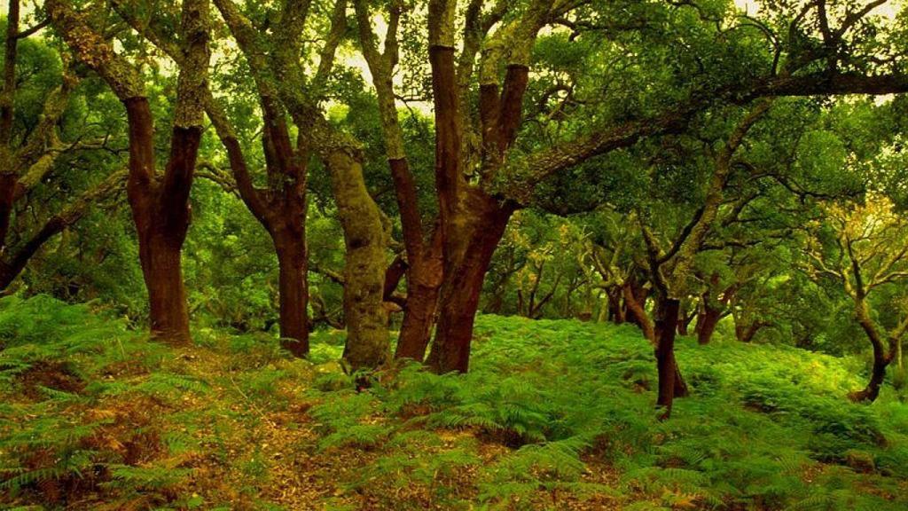 Parque Natural Los Alcornocales.