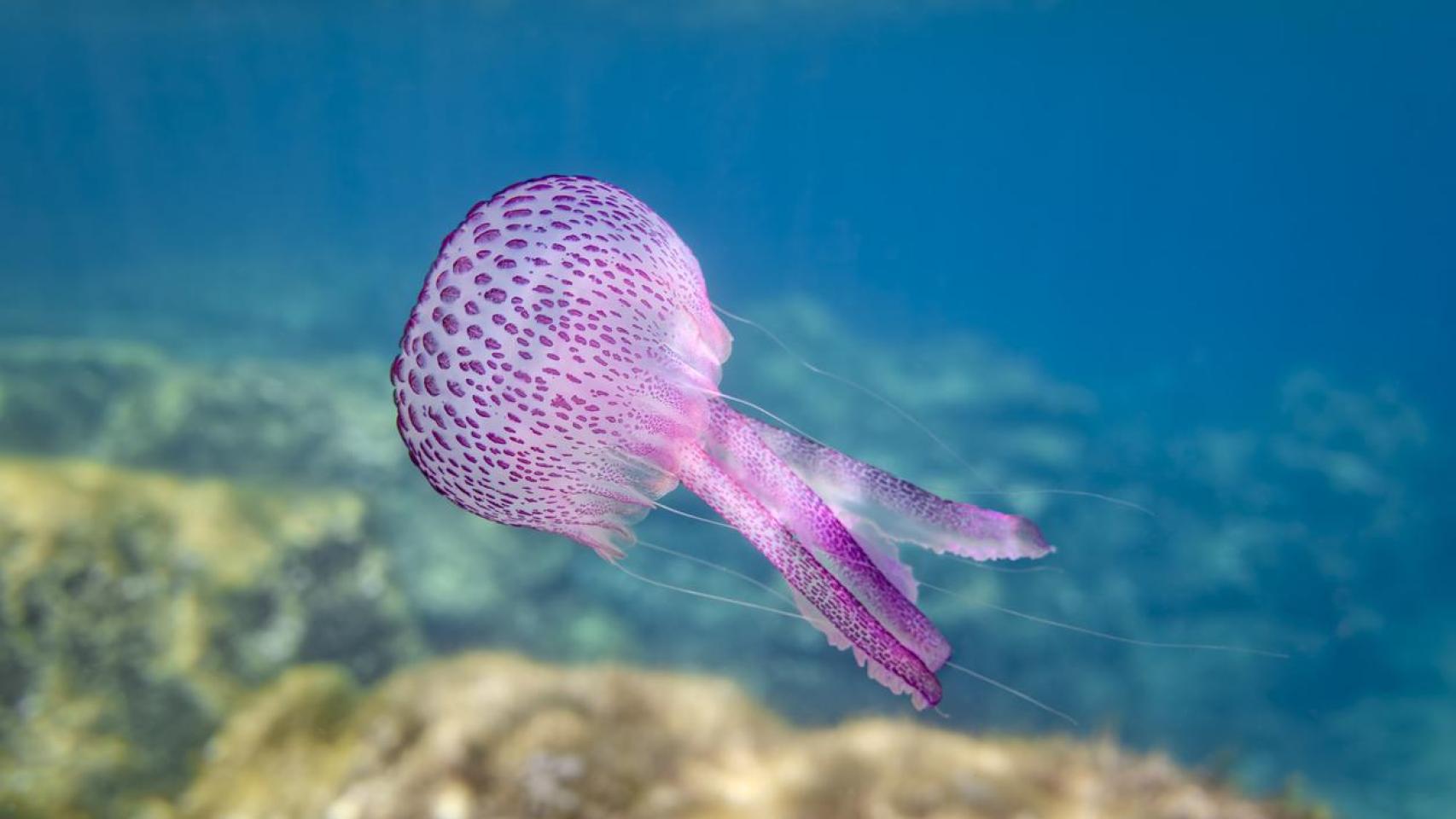 Imagen de una medusa en el mar.