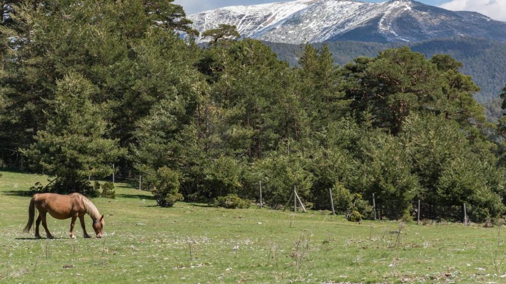 Los picos de Navacerrada