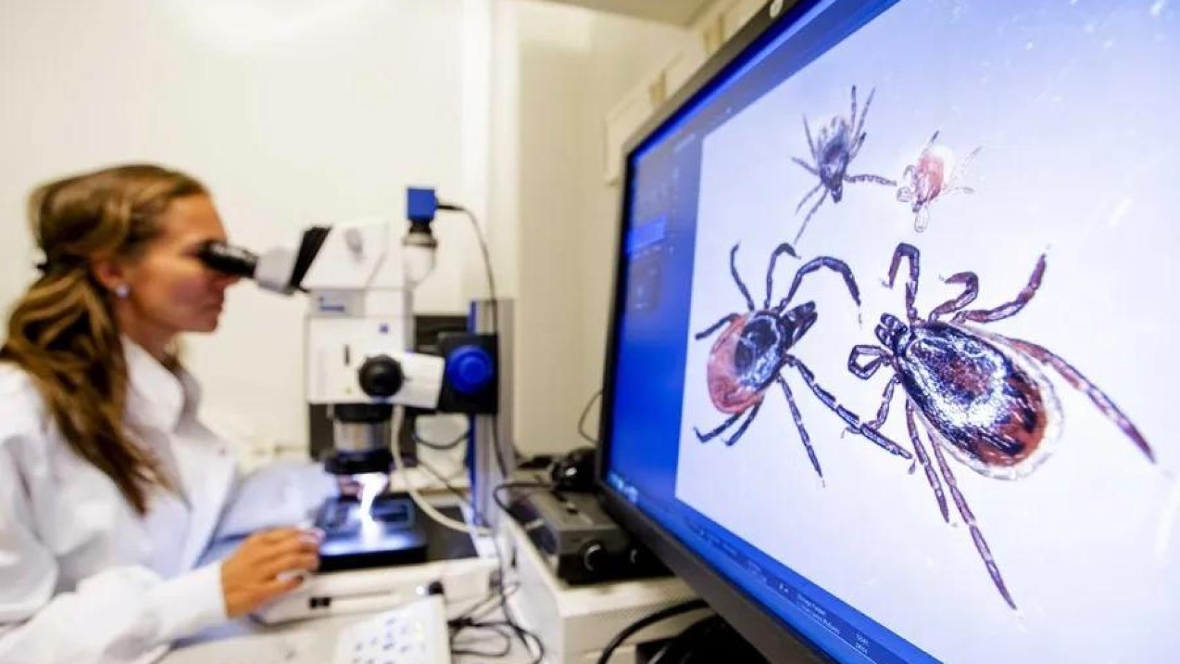 Una investigadora anlaiza en el laboratorio una garrapata, que transmite la fiebre de Crimea-Congo.