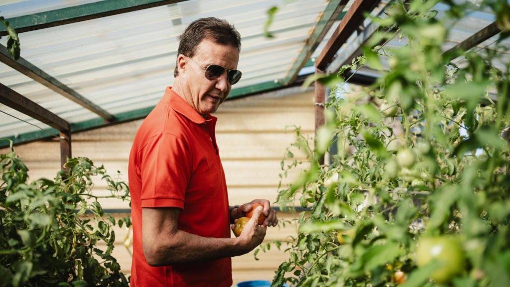 De la Morena cogiendo tomates de la tomatera.