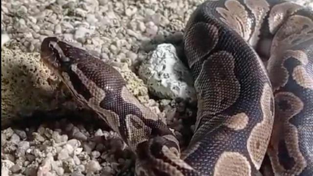 Serpiente capturada por la Policía Local de Sevilla