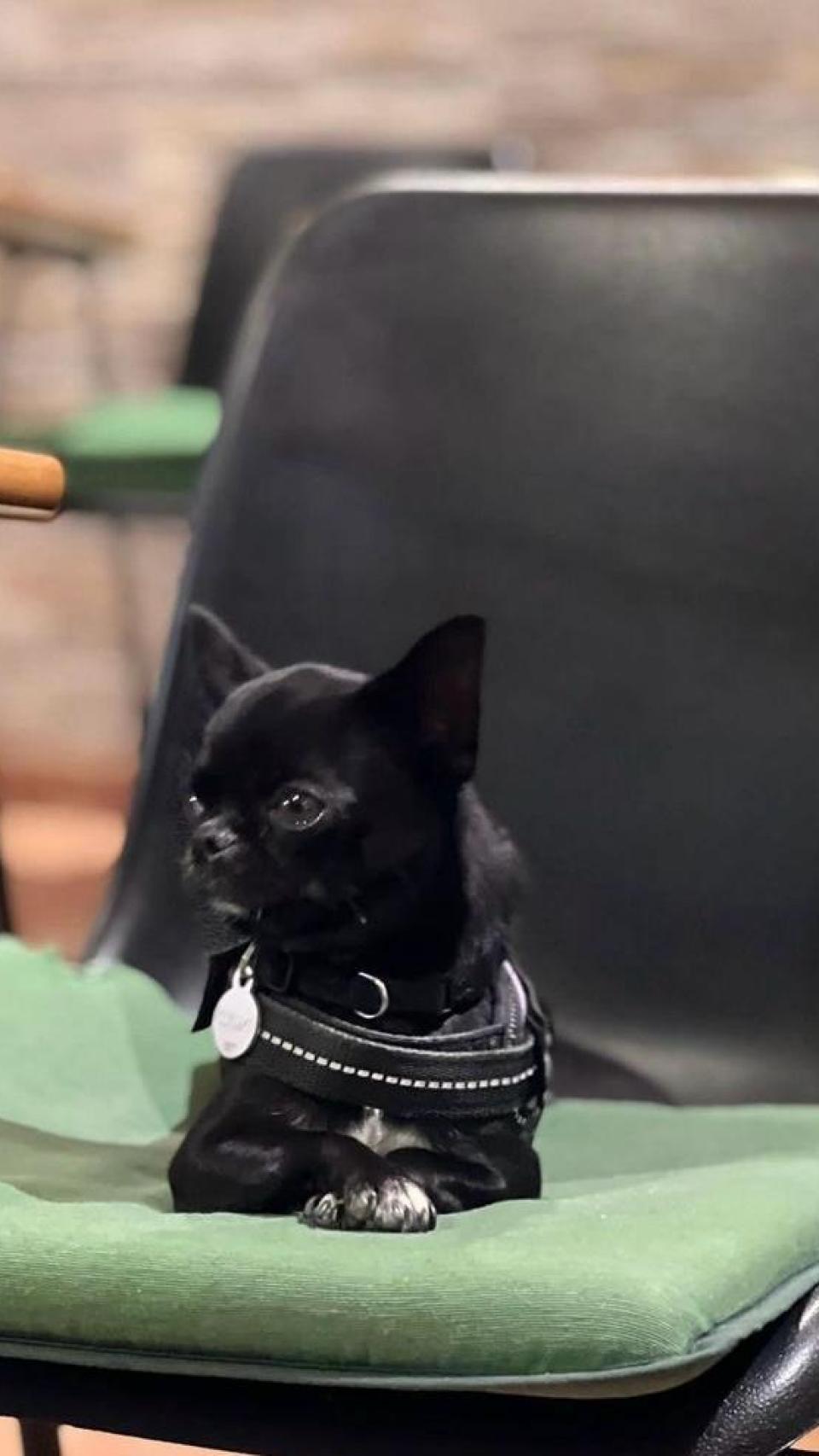 Miah, la chihuahua de Arancha.