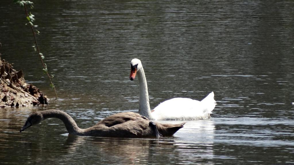 Flora y fauna en las Brañas de Valga