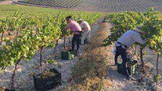 Alarma en la viña del Pedro Ximénez: el quinto año de cosecha corta abre el debate sobre el futuro del vino dulce