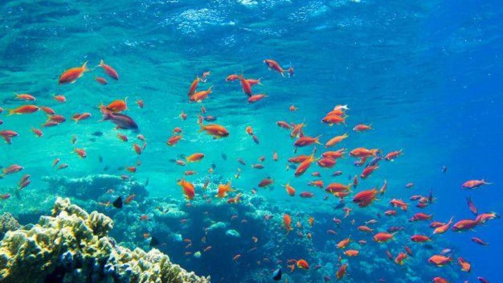 Buceo en La Herradura