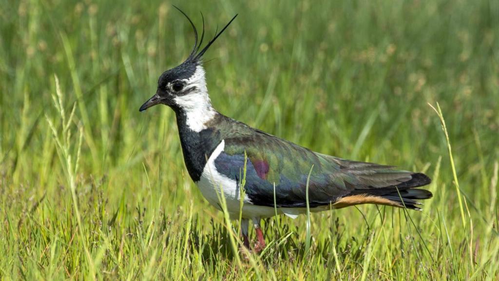El avefría, la  fauna más representativa de este espacio natural en Lugo