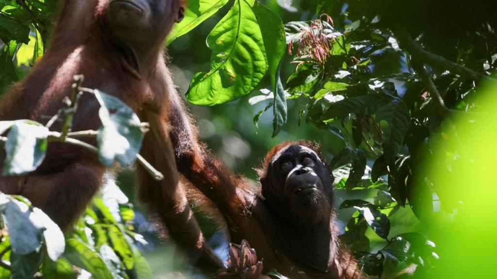 Orangutanes salvajes de Borneo juveniles se balancean de árbol en árbol en busca de comida en Sepilok