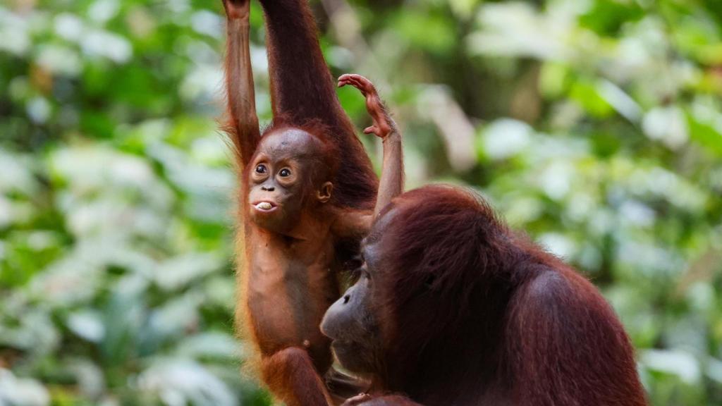 Un bebé orangután de Borneo con su madre en un centro de rehabilitación de Sepilok.