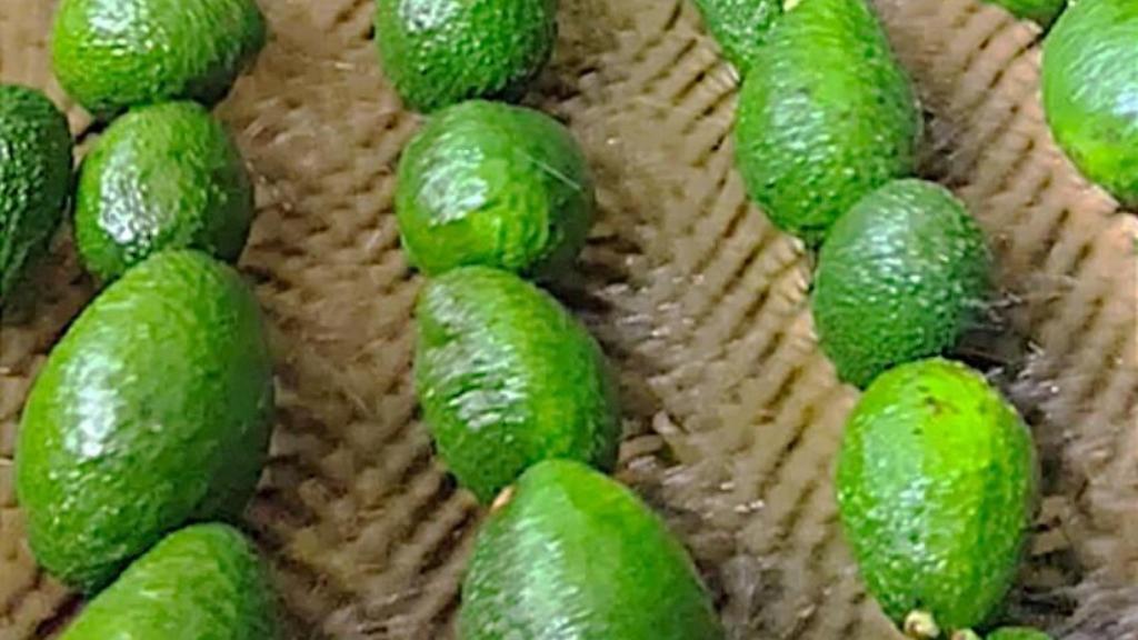 Aguacates a los que se les ha aplicado la solución de Bio2Coat.