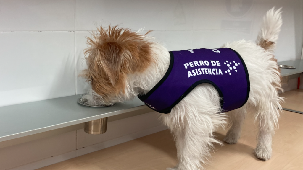 Un perro de asistencia de CANEM