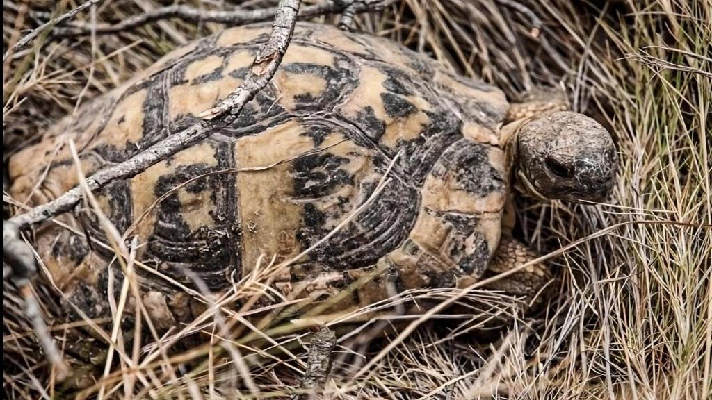 Medio Ambiente destaca el valor del entorno de la Albufera para ayudar a la recuperación de las tortugas.