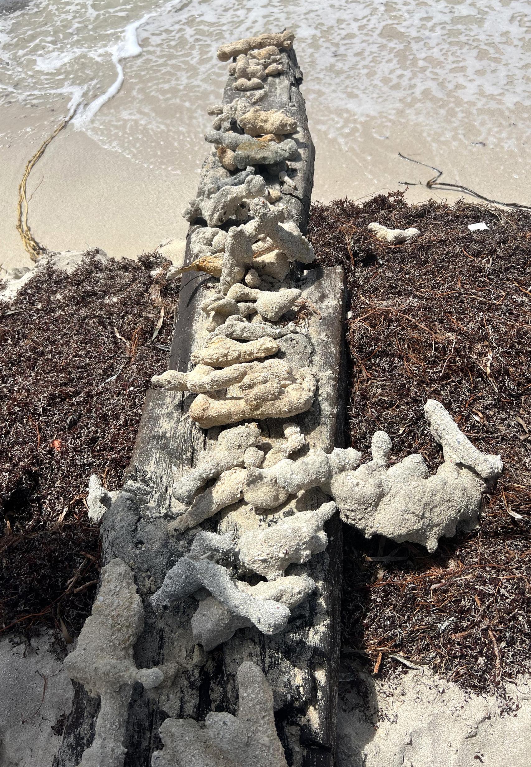 Restos de madera en la playa.