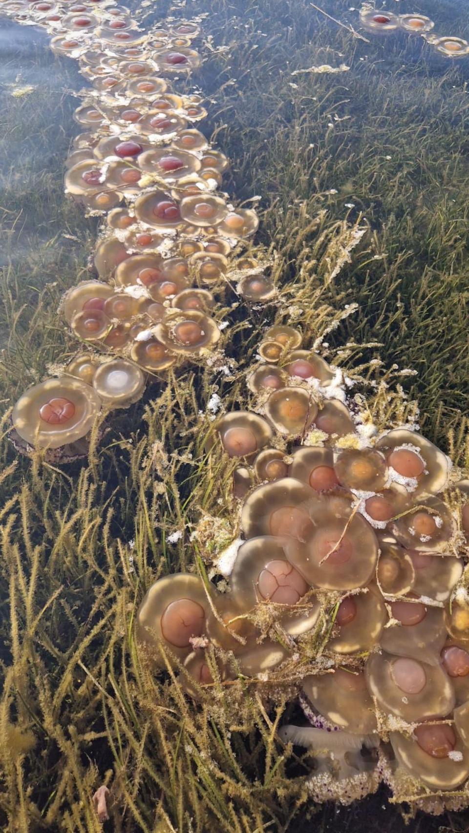 Una columna de medusas 'huevo frito' en una playa del Mar Menor en Los Urrutias