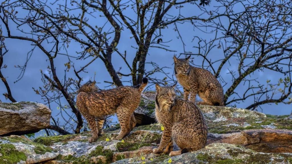 Linces ibéricos al anochecer.