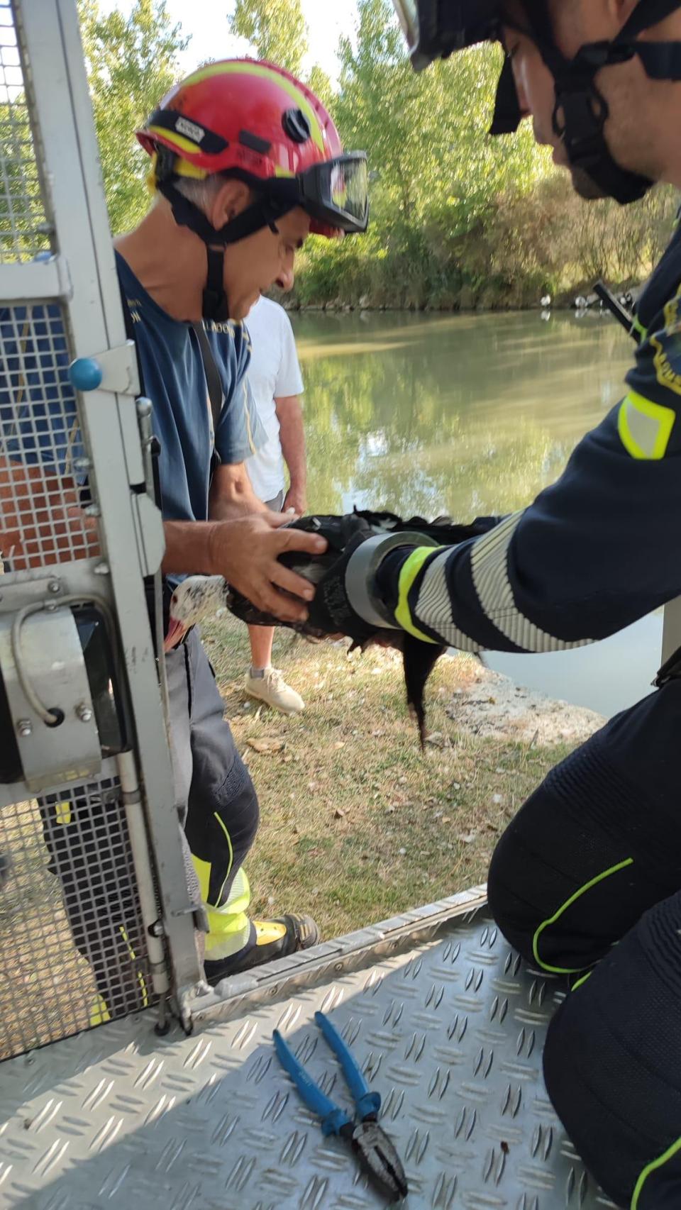 Los Bomberos de la Diputación rescatando al animal