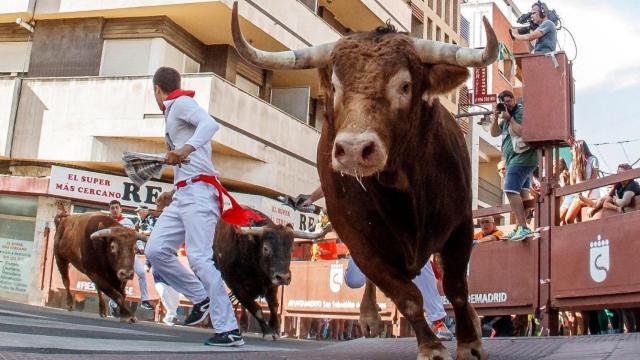 Un toro regresa a corrales al inicio del tercer encierro de las fiestas de San Sebastián de los Reyes.