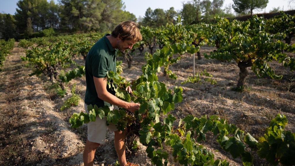 Pepe Raventós en su finca vinícola en el Penedès.