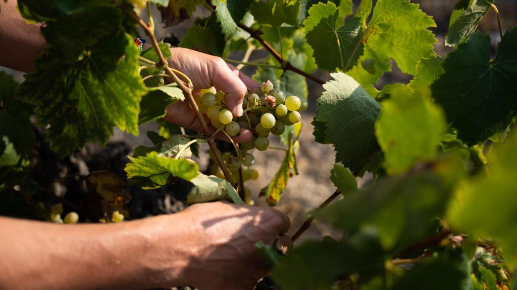 Detalle de las uvas charelo que cultivan en Raventós i Blanc.