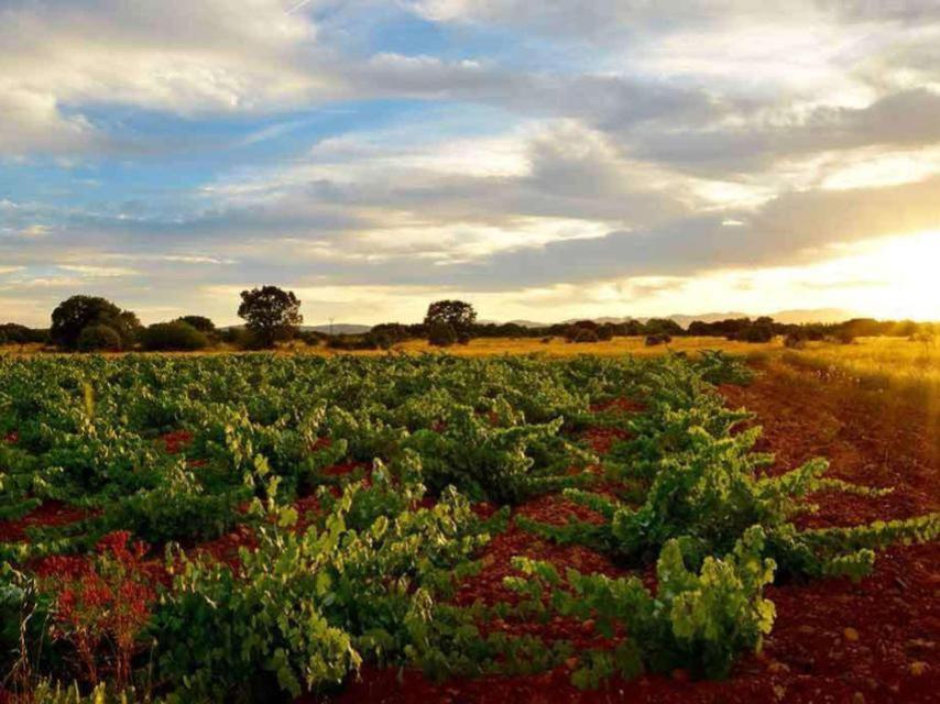 Viñedo de Fuentes del Silencio