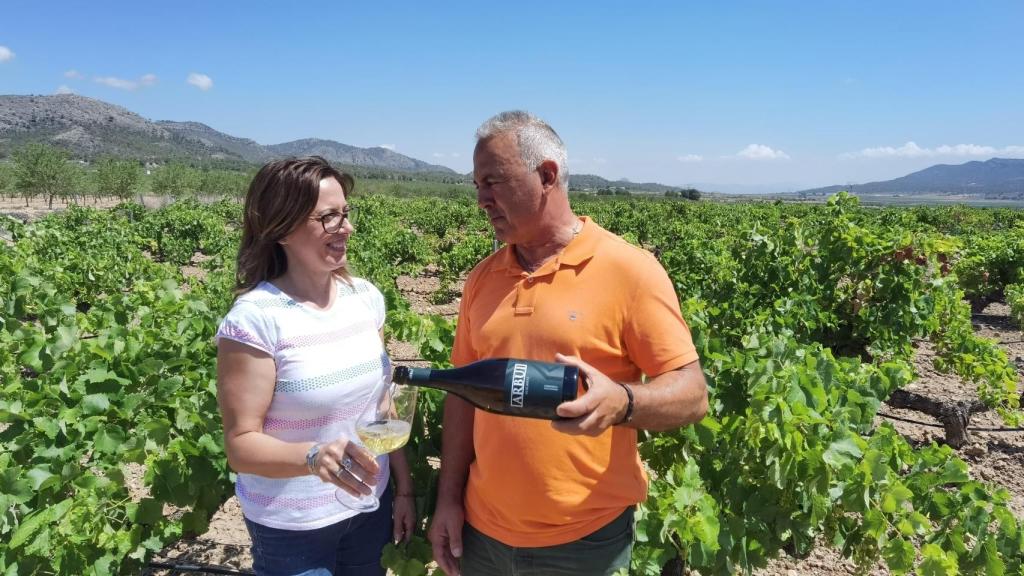 Una visita a los viñedos y probar los vinos que allí se preparan, un plan irresistible.