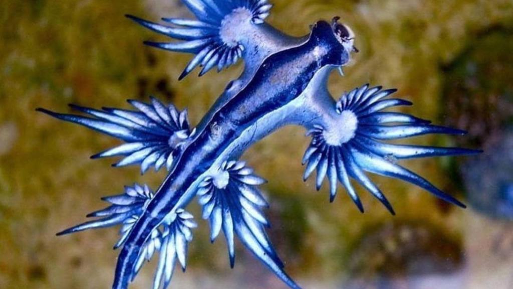 Dragón azul en la orilla del mar.