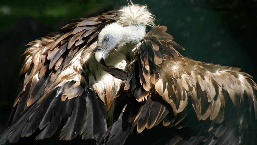 Buitre leonado acicalando su plumaje.