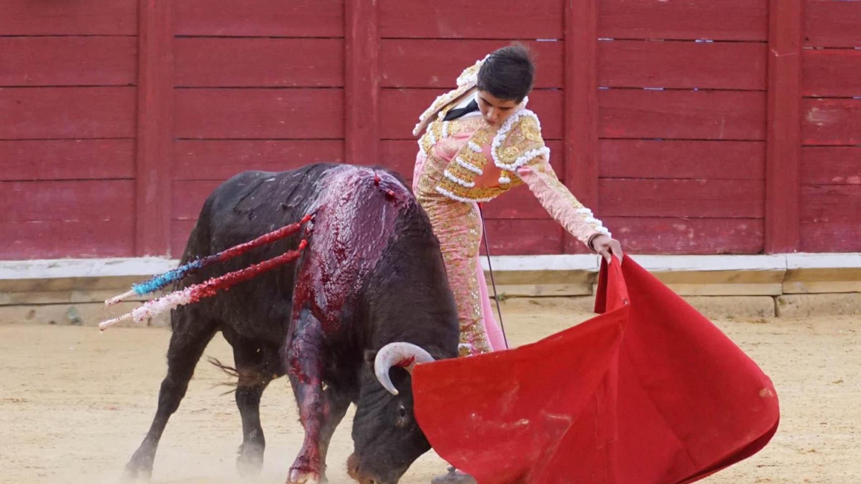 Novilla de Toro 2024