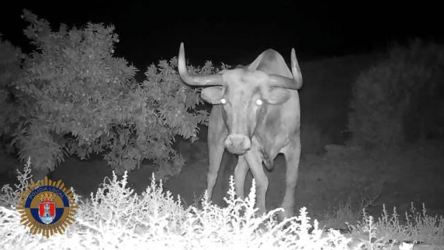 Imagen del toro captada por la Policía. Ayuntamiento de Almenara