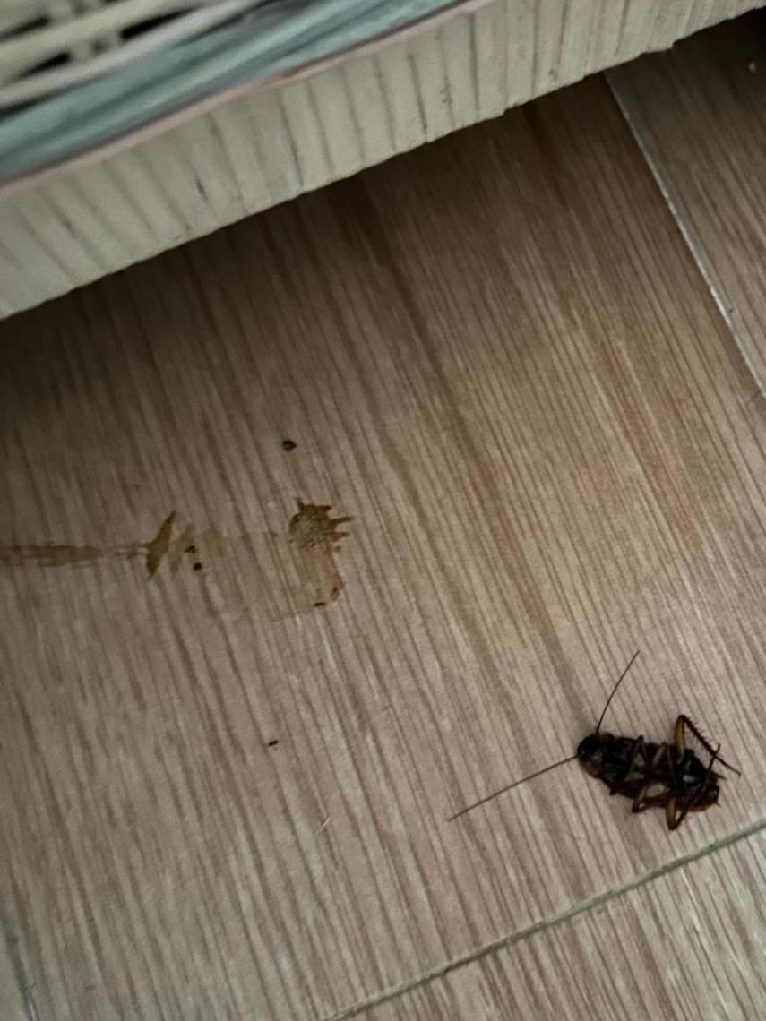 Una de las cucarachas que mataron durante su estancia en el piso alquilado en Cabo de Palos.