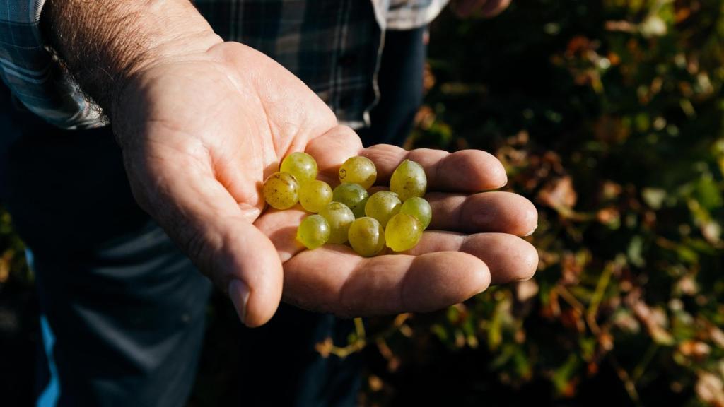 Malvasía volcánica.