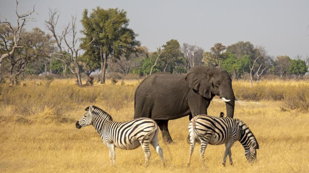 Cebras y elefantes en un parque natural