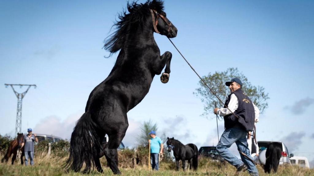 Festa do Poldro e do Gando do Monte de Muras