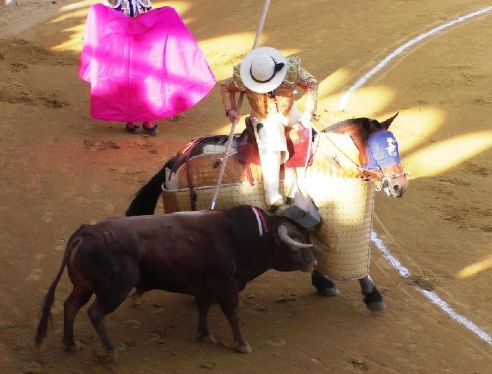 Tercera y última novillada del Piñón de Oro en Pedrajas de San Esteban