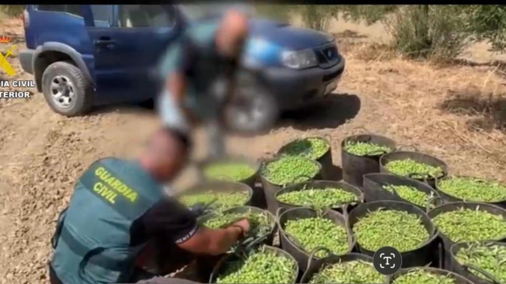 Imagen de las aceitunas incautadas