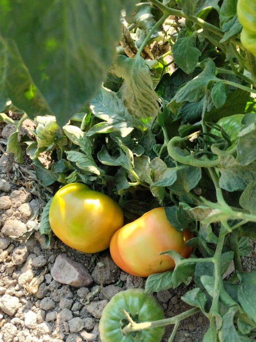 Tomate Gordo de Patones.