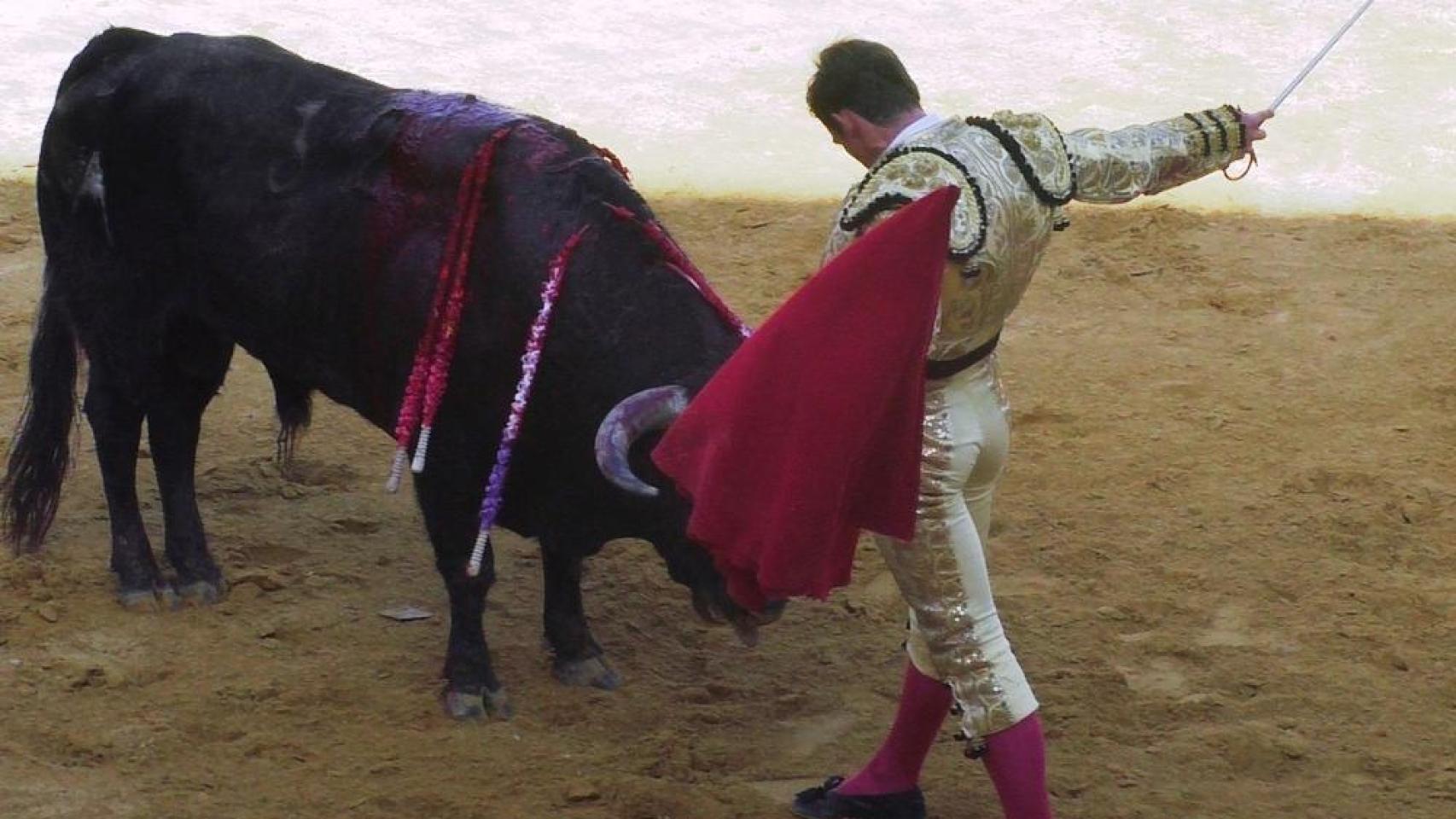 Tercera y última novillada del Piñón de Oro en Pedrajas de San Esteban