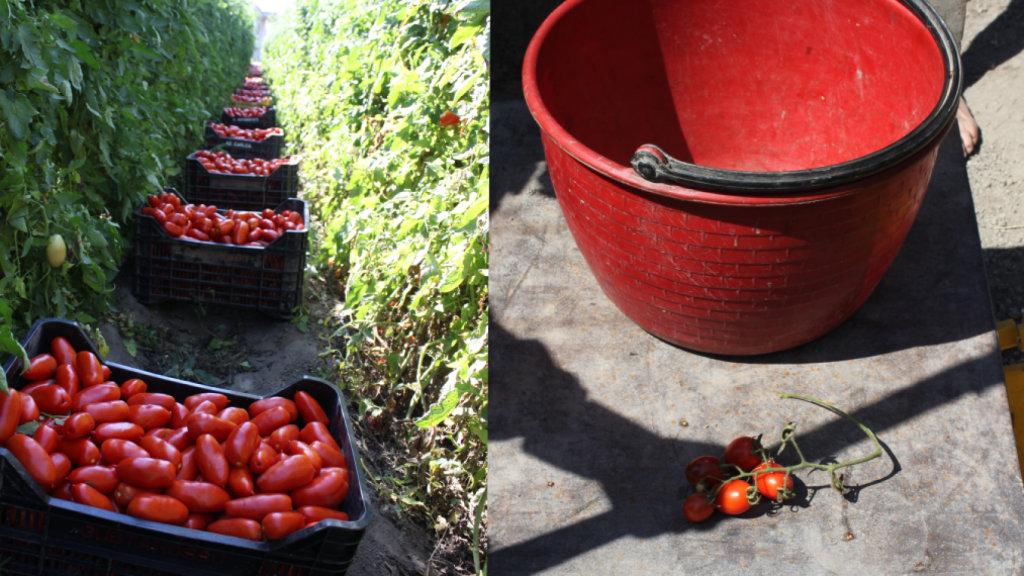 Recolección del tomate en Campania.