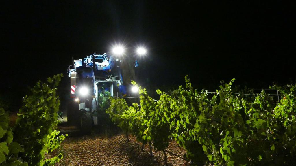 Vendimia nocturna en la D.O. Rueda